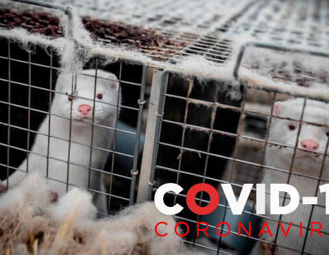 Mink COVID-19