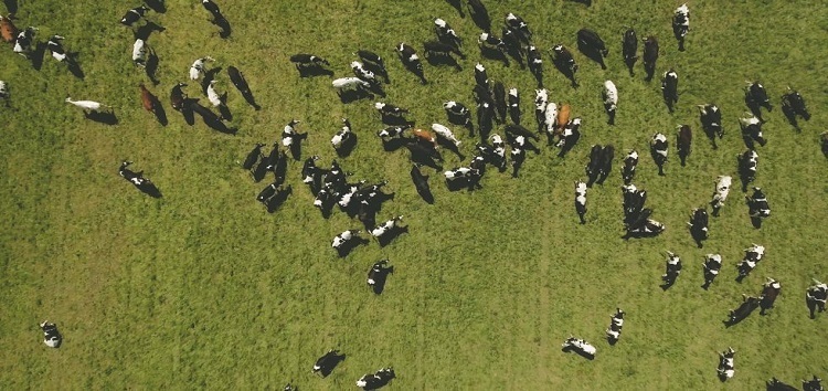 Cows