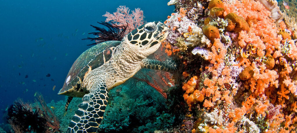 Coral bleaching