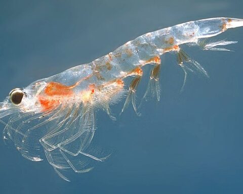 krill