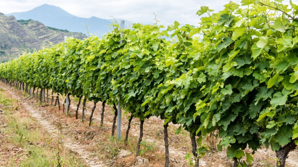 Georgia agro vines