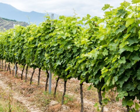 Georgia agro vines