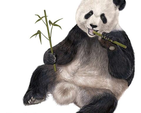 Giant Panda