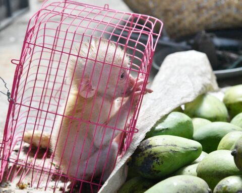 wildlife trade regulation