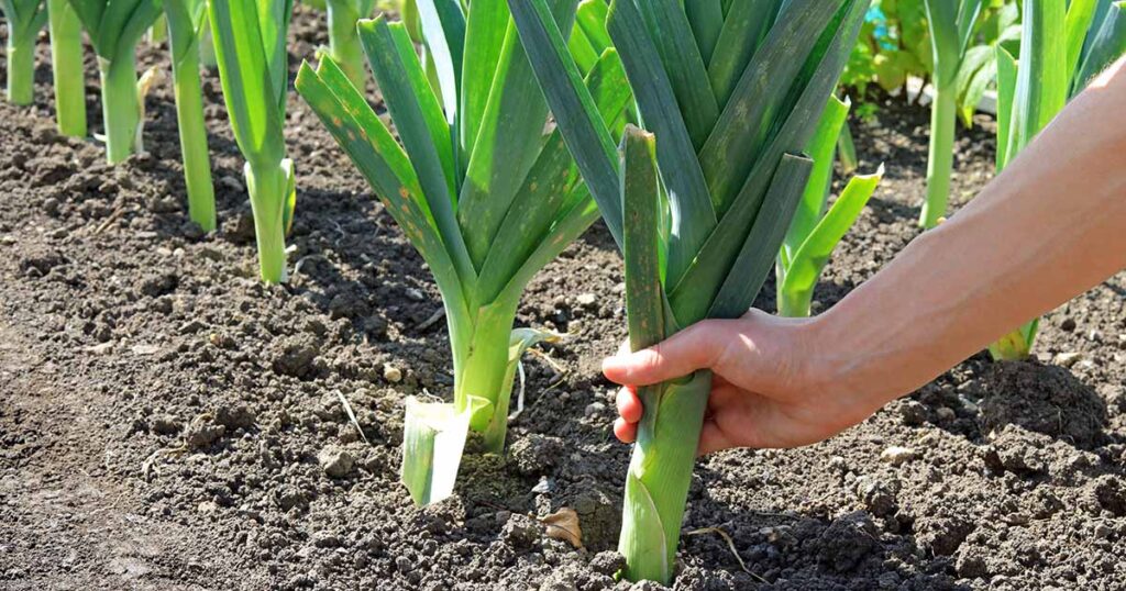 How-to-Grow-Leeks