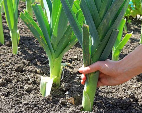 How-to-Grow-Leeks