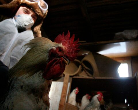 bird flu russia