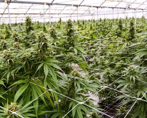 cannabis-for-medical-research