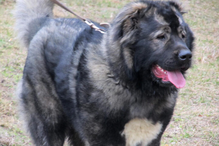 Georgian shepherd