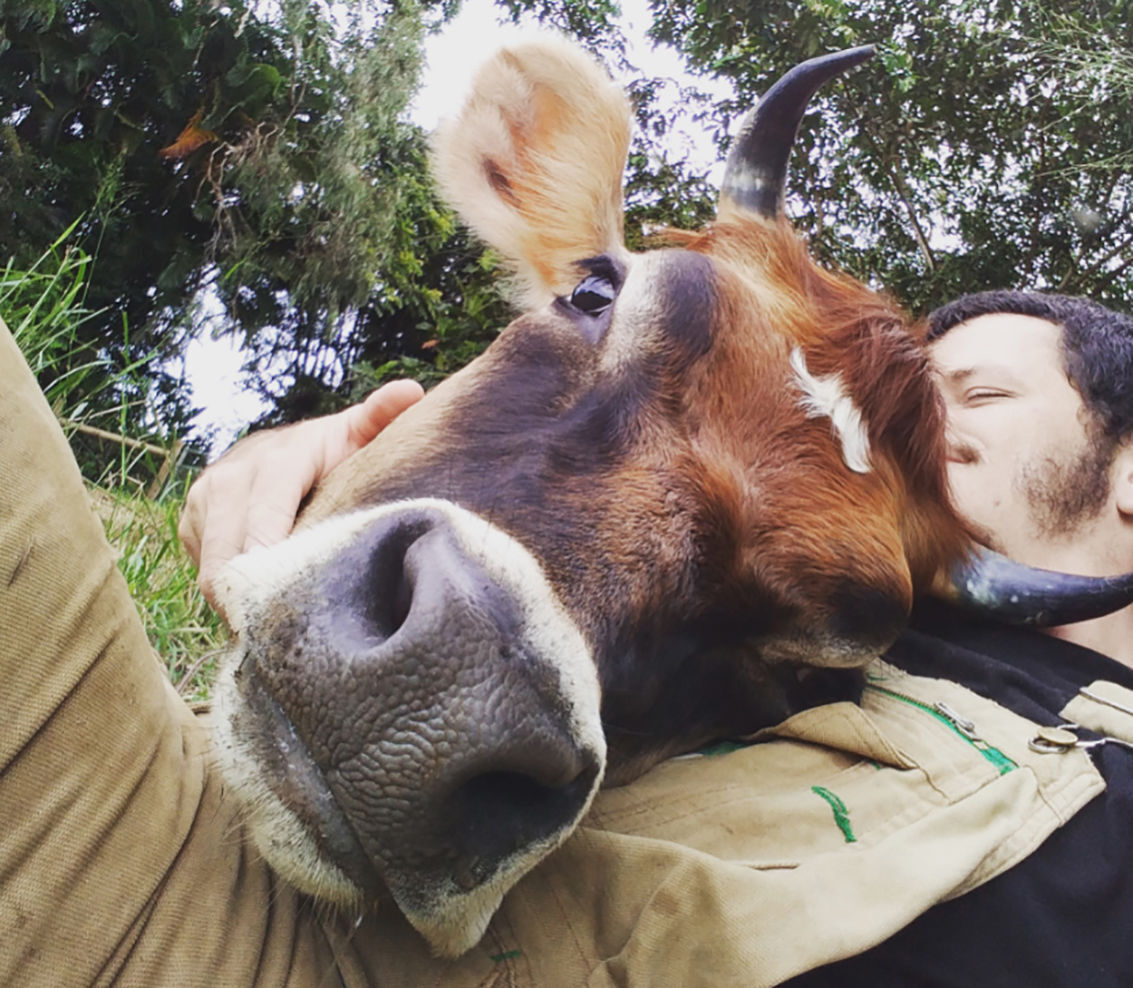 Cow Cuddling