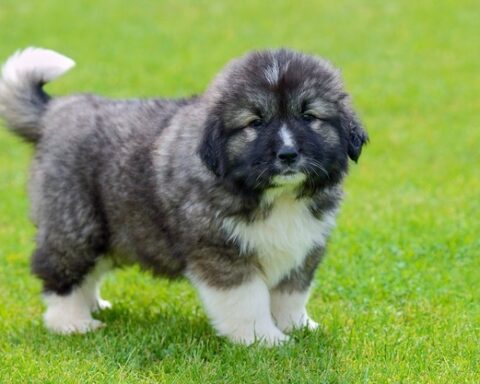 Georgian (caucasian) shepherd puppy