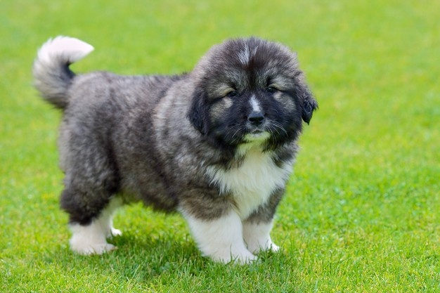 Georgian (caucasian) shepherd puppy
