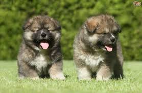 Puppy Caucasian (Georgian)