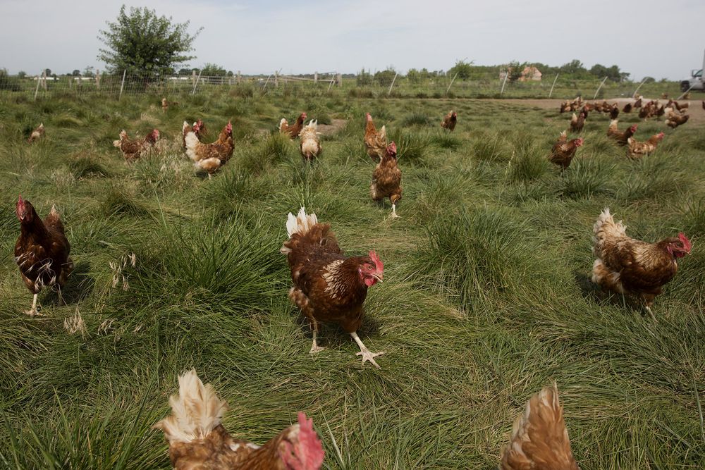 cage-free egg