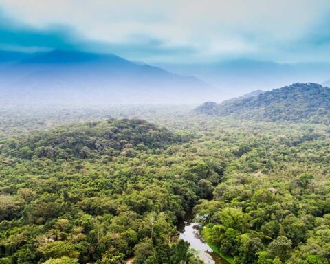 Nestle tropical forests