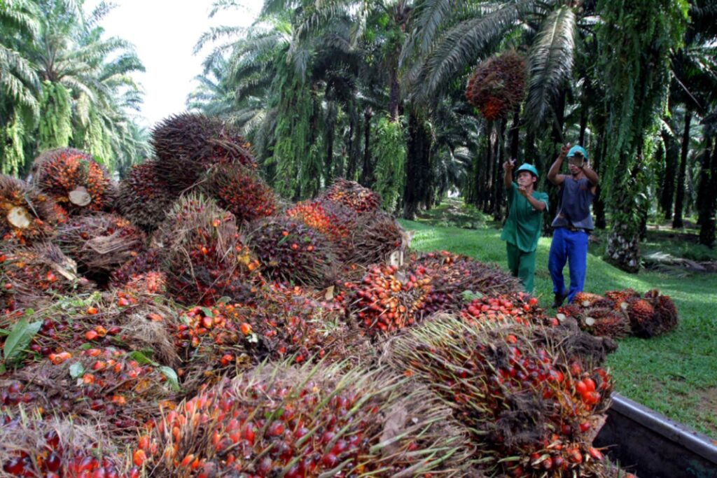 palm oil sector