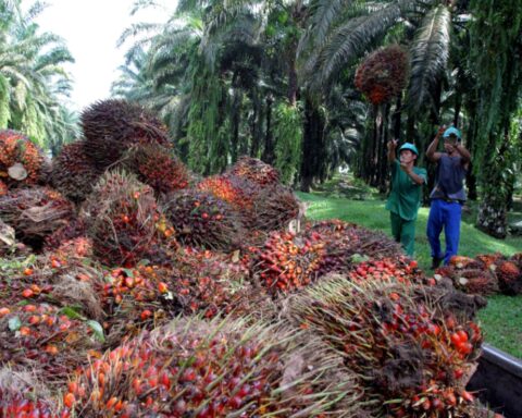 palm oil sector