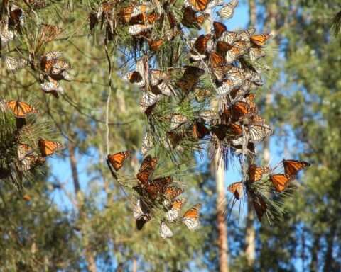 California’s monarch butterflies