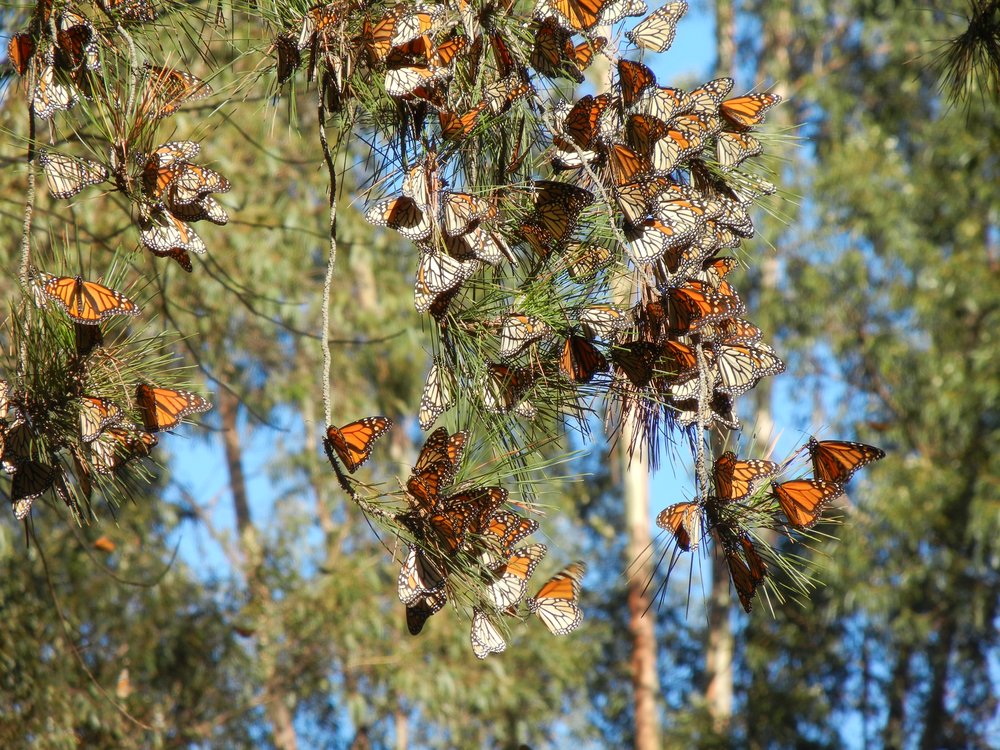 California’s monarch butterflies