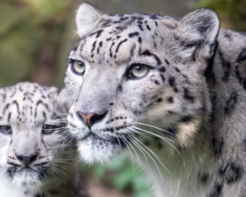 Snow leopards