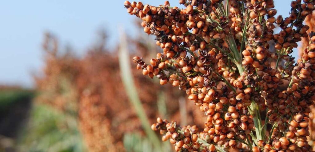 agricultural ingredients