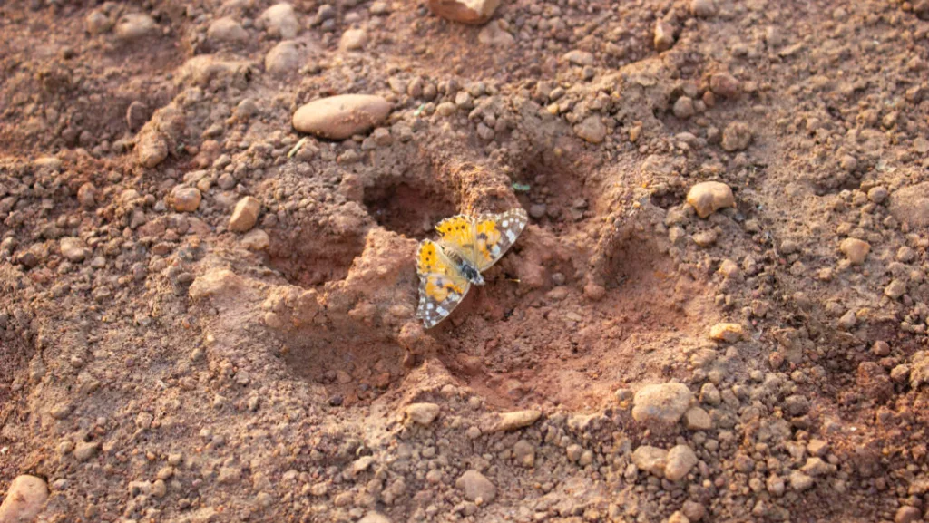 butterfly migration